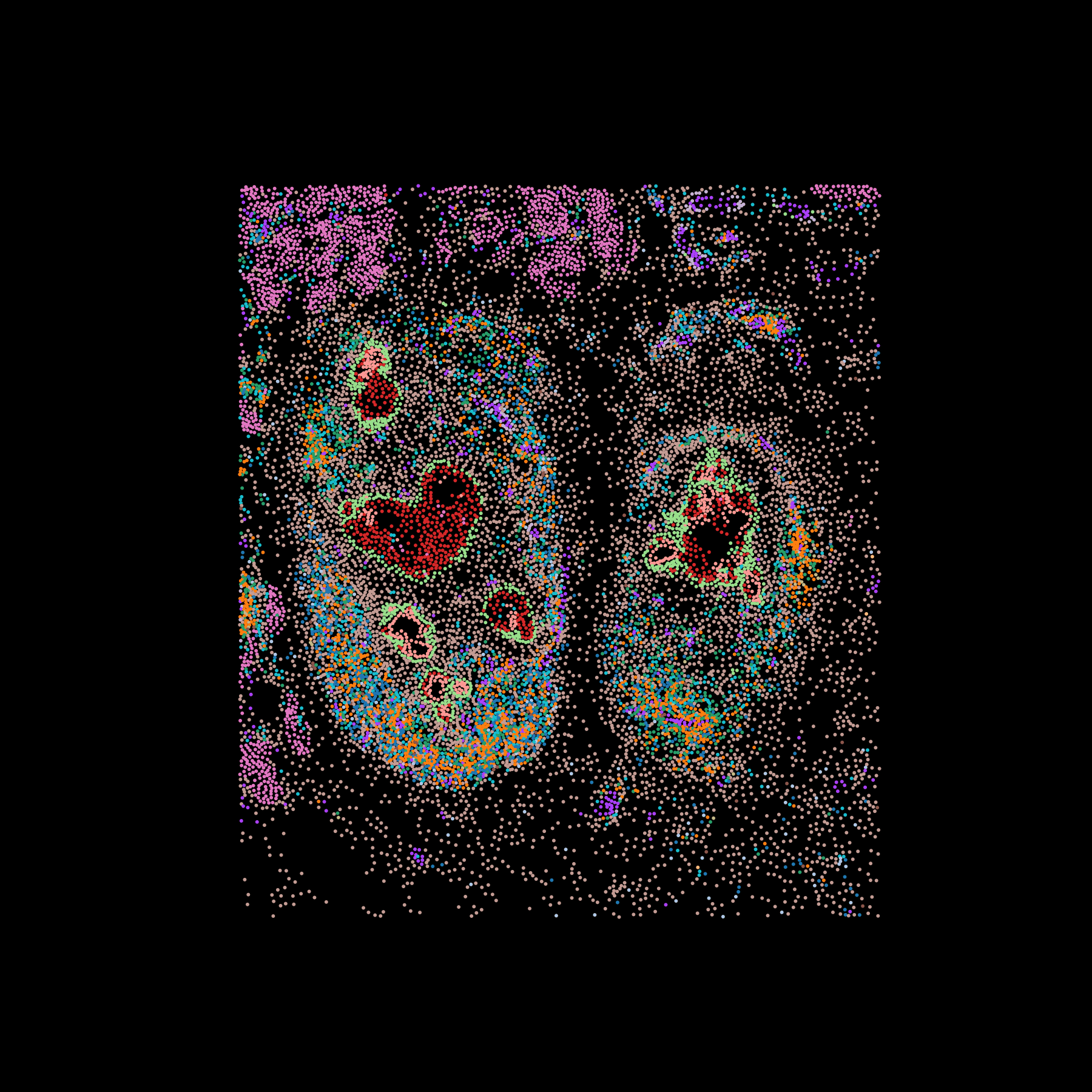 cell type